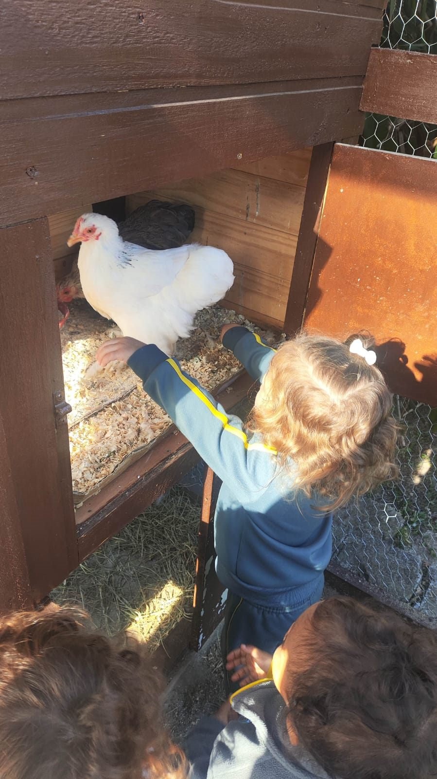 Criança alimentando a galinha da escola