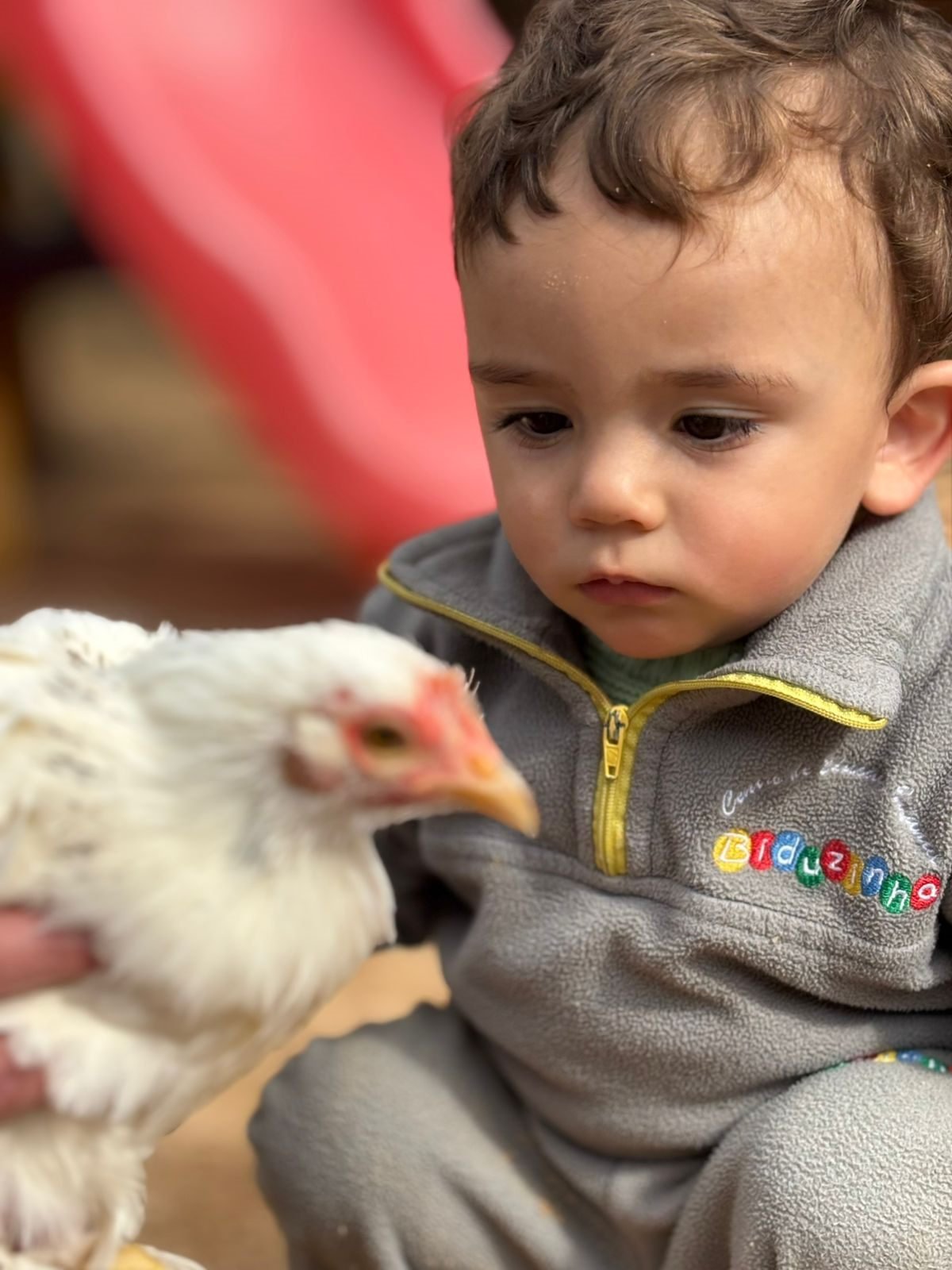 Bebê observando uma galinha de perto